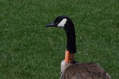 Close-up of a bird on field