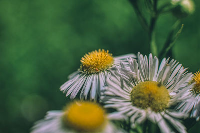 Close-up of yellow flowering plant
