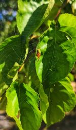 Close-up of insect on leaf