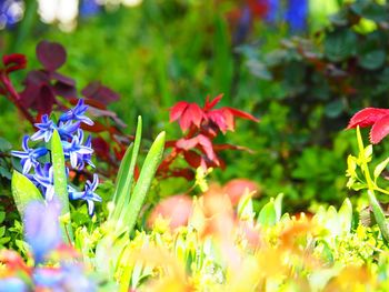 Close-up of flowers blooming outdoors
