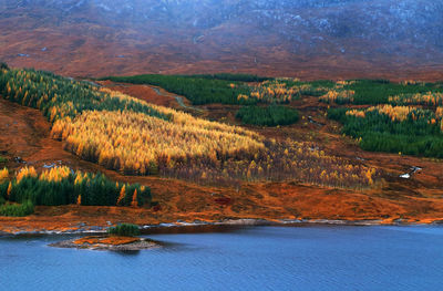 Scenic view of lake in forest