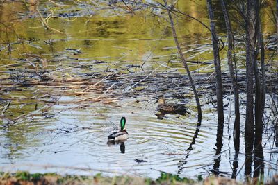 Ducks swimming in lake