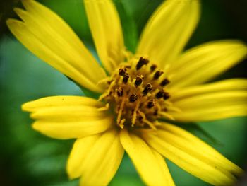 Close-up of yellow flower