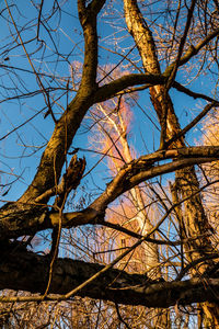 Low angle view of bare tree against sky