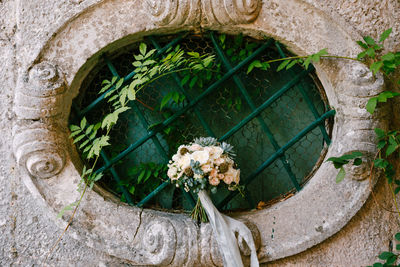 Close-up of flowering plant against wall