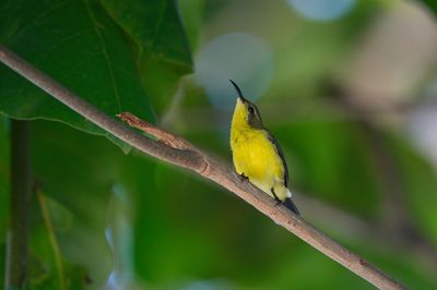 Yellow-breasted sunbird in the tropical island of cebu, philippines