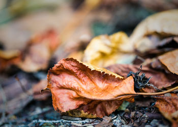 Close-up of dry leaf on land