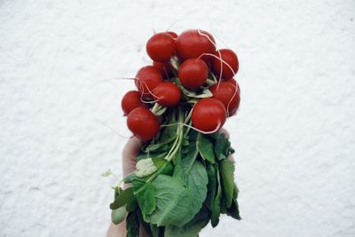 High angle view of tomatoes in container