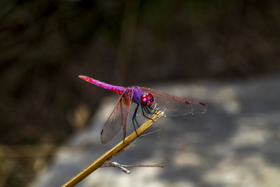 Close-up of dragonfly on twig