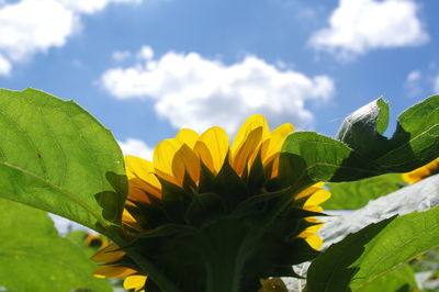 Close-up of sunflower plant against sky