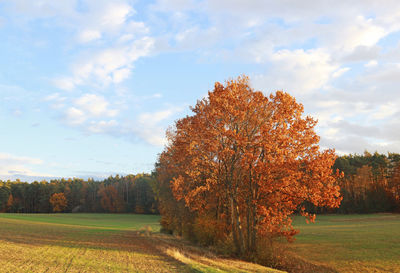 Trees on field against sky during autumn