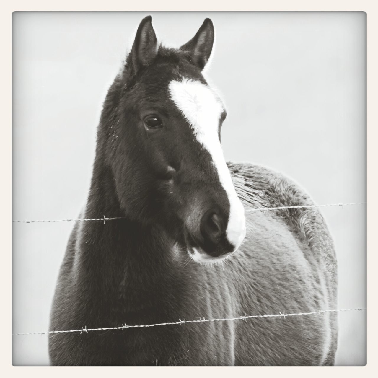 domestic animals, one animal, animal themes, mammal, pets, transfer print, animal head, indoors, auto post production filter, dog, close-up, animal body part, portrait, looking away, no people, zoology, snout, vertebrate, animal