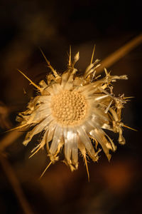 Close-up of wilted dandelion flower against black background