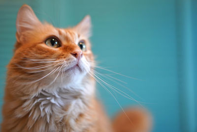 Close-up of cat looking away