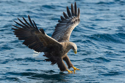 Bird flying over sea