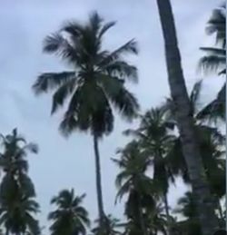 Low angle view of coconut palm trees