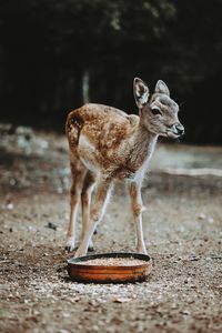 Young deer standing at zoo