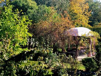 Plants and trees in park