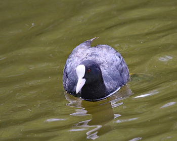 High angle view of swan in lake