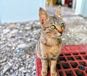 Close-up portrait of a cat