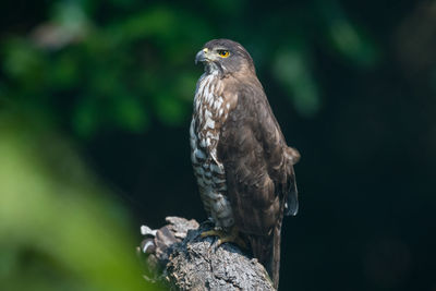 Close-up of goshawk perching on tree