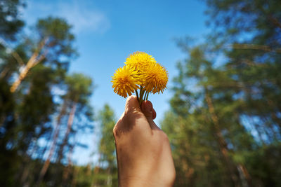 Cropped hand holding yellow flowering plant