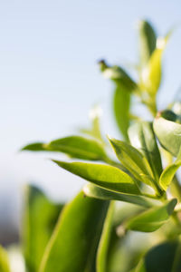 Close-up of plant against clear sky