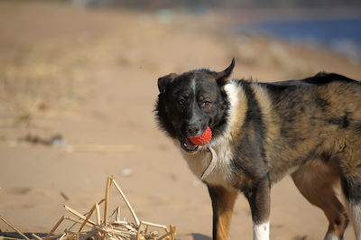 Black dog looking away