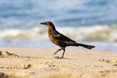 Close-up of bird perching on sand at beach