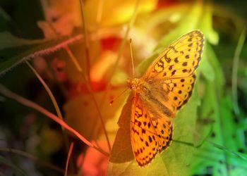 Close-up of butterfly on leaf