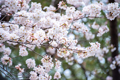 Close-up of cherry blossoms in spring