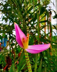 Close-up of pink flower blooming outdoors