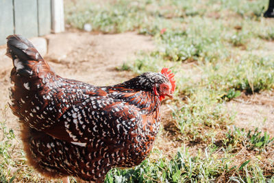 Side view of hen on field at farm