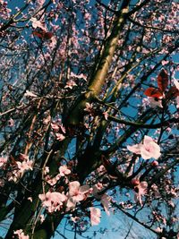 Low angle view of cherry blossoms in spring