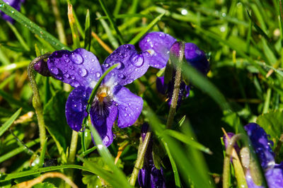 Close-up of water drops on purple iris flower