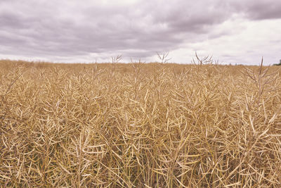 Scenic view of wheat field against sky