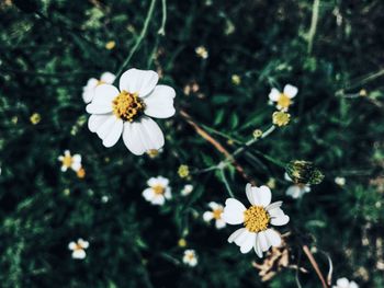 Close-up of white daisy flowers