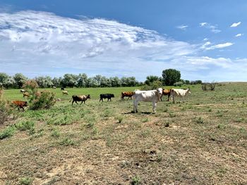 Cows grazing in a field