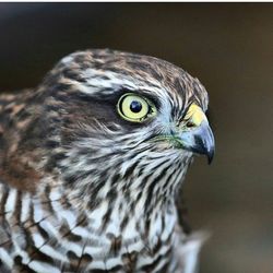 Close-up of a bird looking away