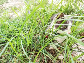 View of an animal on grass