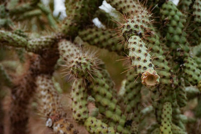 Close-up of cactus plant