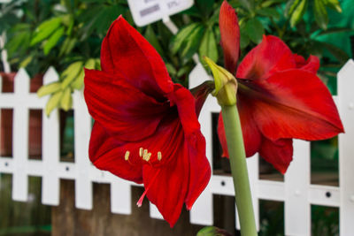 Close-up of red hibiscus blooming outdoors