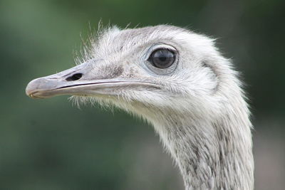 Close-up of bird