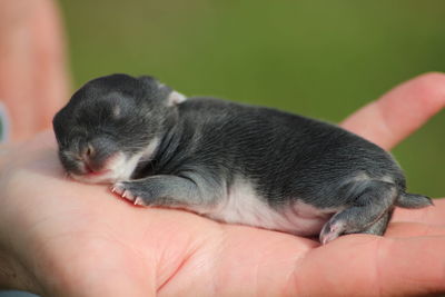 Close-up of newborn puppy on palm