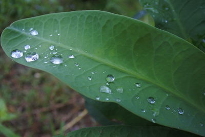 Close-up of raindrops on leaves