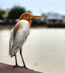 Close-up of bird