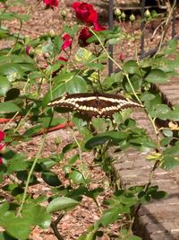 Close-up of plant against white background