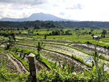 Scenic view of agricultural field against sky