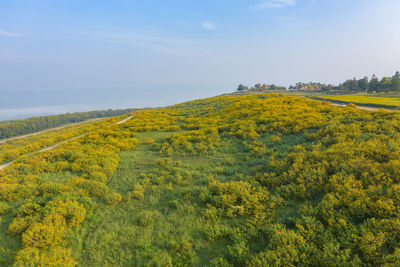 Yellow flowering plants on field against sky