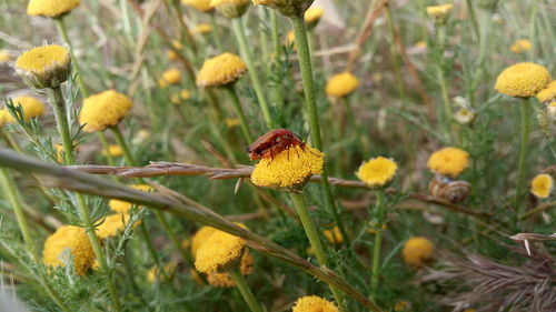 Close-up of yellow flowering plant
